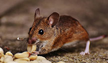 24 Hour & Emergency Exterminators in Foxcroft Square, PA